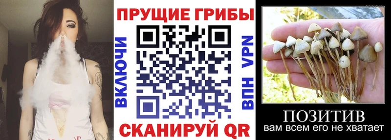 Псилоцибиновые грибы Magic Shrooms  Купить  Шуя 